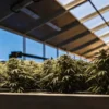 Automated cannabis greenhouse french montrant des plants de cannabis en pleine croissance sous un système d'éclairage moderne.