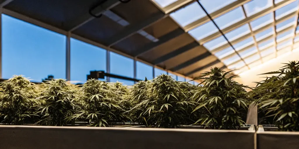 Automated cannabis greenhouse french montrant des plants de cannabis en pleine croissance sous un système d'éclairage moderne.