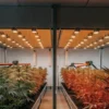 Automated cannabis grow room with dual-spectrum LED lighting and AI-driven irrigation systems.