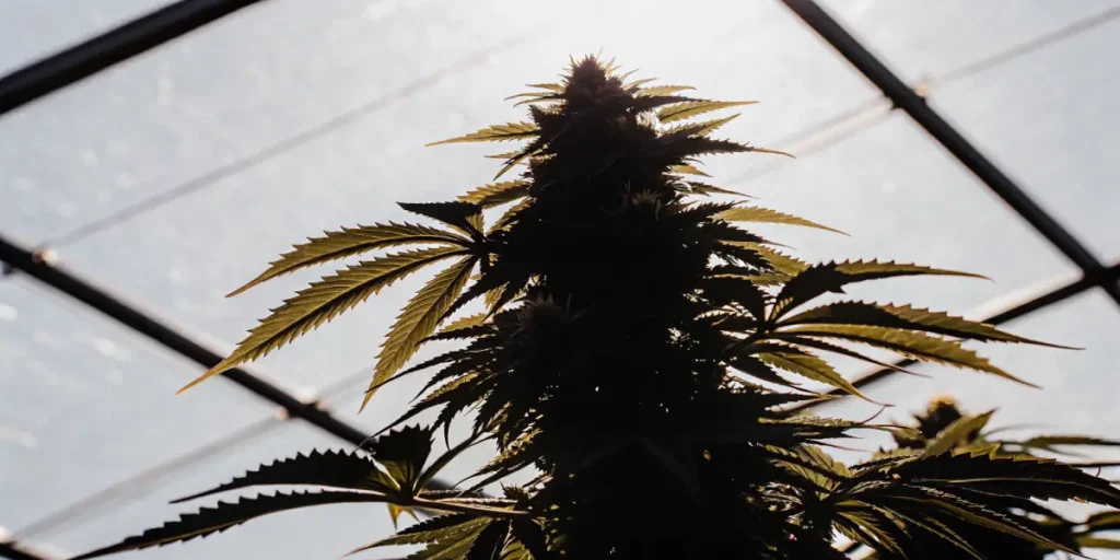 Backlit cannabis plant during flowering stage silhouetted inside a greenhouse structure.