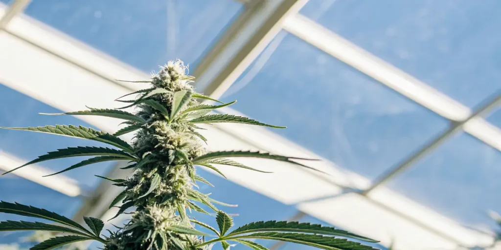 Cannabis plant in bloom under natural greenhouse lighting with a blue sky background.