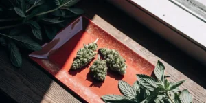 Fresh cannabis buds displayed on a red tray in natural sunlight with green leaves nearby.