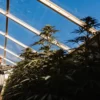 Cannabis cultivator inspecting tall flowering plants inside a glass greenhouse under bright blue sky.