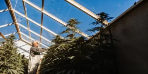 Cannabis cultivator inspecting tall flowering plants inside a glass greenhouse under bright blue sky.