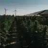 Dense cannabis plants thriving in rows beneath solar panel structures with wind turbin.