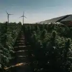 Dense cannabis plants thriving in rows beneath solar panel structures with wind turbin.