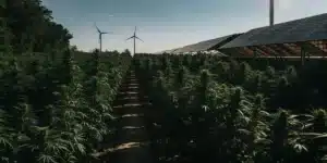 Dense cannabis plants thriving in rows beneath solar panel structures with wind turbin.