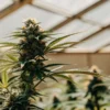 Flowering cannabis plant inside a greenhouse with vibrant buds and green leaves.