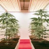 Cannabis plants in the vegetative stage growing in pots under bright LED grow lights in an indoor cultivation room.