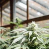 Cannabis plant in flowering stage growing inside a greenhouse, with dense buds and green leaves under natural light.