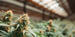 Close-up of a mature cannabis bud growing in a greenhouse with vibrant orange pistils and dense trichomes.