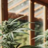 Cannabis plant growing in a sunlit greenhouse, showing healthy leaves and early bud development.