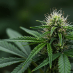 Cannabis plant pathogenic fungi damage with stressed leaves and visible infection signs.