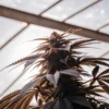 Close-up of a cannabis plant with purple-tinted leaves inside a greenhouse under soft natural light.