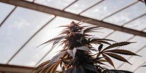 Close-up of a cannabis plant with purple-tinted leaves inside a greenhouse under soft natural light.