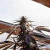 Cannabis plant with dark-toned leaves and developing buds growing under a glass greenhouse roof.