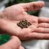 Cannabis-seeds-in-hand-close-up showing striped, mature seeds in an open palm ready for germination.