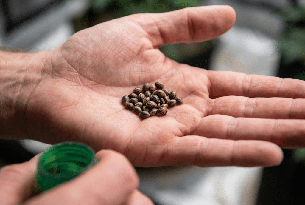 Cannabis-seeds-in-hand-close-up showing striped, mature seeds in an open palm ready for germination.