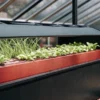 Compact hydroponic grow box filled with young leafy greens inside a glass greenhouse.