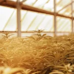 Dense mint cannabis plants filling a greenhouse bathed in warm golden sunlight