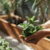 Hands gently holding freshly harvested mint leaves with water droplets in a sunlit garden setting