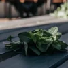 Fresh mint leaves resting on a dark wooden table, showing rich green color, textured veins, and natural light contrast.