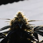 Backlit close-up of a frosty cannabis bud with mature trichomes and dark green leaves