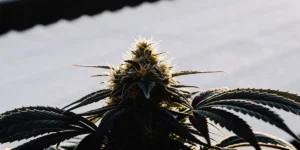Backlit close-up of a frosty cannabis bud with mature trichomes and dark green leaves