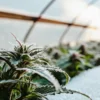 Frost-covered cannabis plant growing inside a cold greenhouse during early morning light.