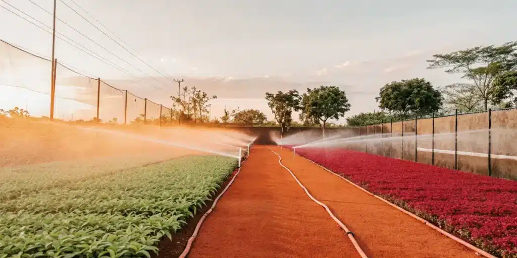 Garden irrigation system watering green and red crops at sunset.