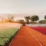 Garden irrigation system watering green and red crops at sunset.