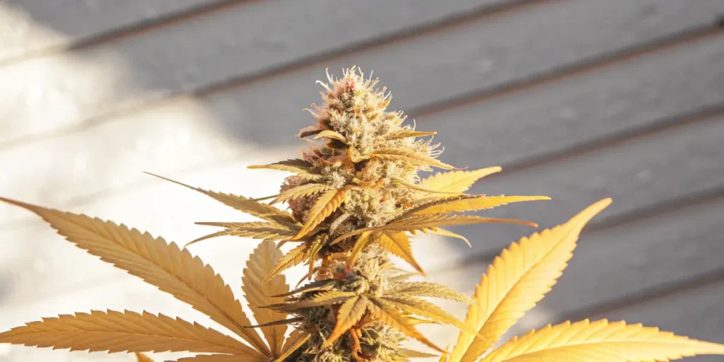 Golden cannabis bud with amber leaves showing late flowering and harvest-ready trichomes