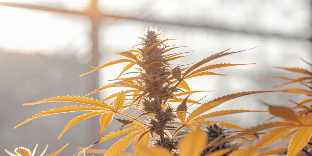 Golden cannabis bud glowing under warm sunset light inside a greenhouse.