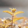 Golden mint plant leaves glowing under warm sunlight with visible veins and delicate dew highlights.