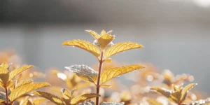 Golden mint plant leaves glowing under warm sunlight with visible veins and delicate dew highlights.