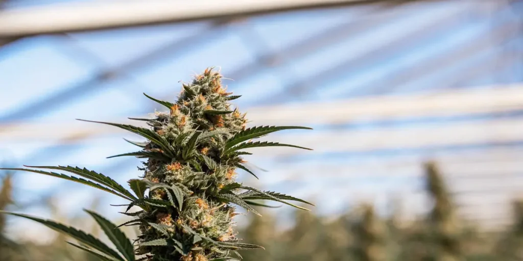 Close-up of a cannabis plant in full bloom inside a greenhouse under natural sunlight.