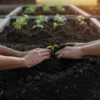 Hands carefully planting a young seedling into rich garden soil in a raised bed.