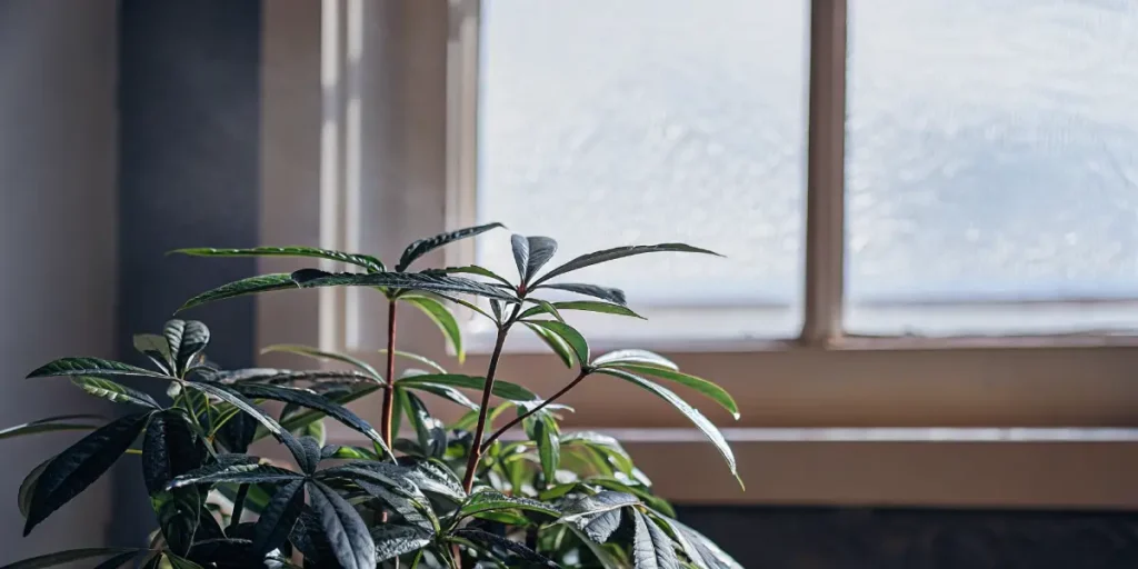 Indoor plant with glossy green leaves placed beside a softly lit window.
