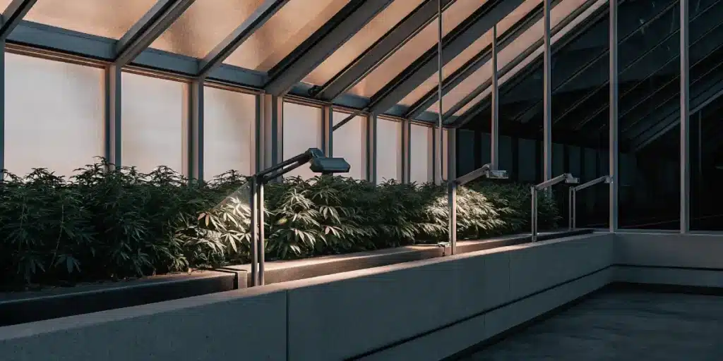 Modern indoor cannabis grow room illuminated by structured LED lights shining over dense green plants inside a glass-panel greenhouse.