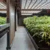Young cannabis plants growing in an indoor grow room with LED lighting and controlled conditions.