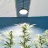 Plantes de cannabis en floraison dans une tente intérieure bleue, éclairées par une lampe LED suspendue.