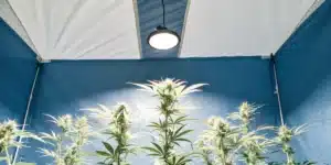 Plantes de cannabis en floraison dans une tente intérieure bleue, éclairées par une lampe LED suspendue.
