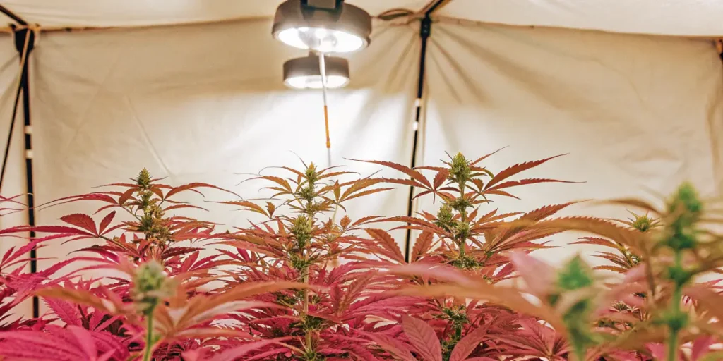 Culture de cannabis en tente intérieure sous lumière rouge, montrant des plantes en floraison avec éclairage LED suspendu.