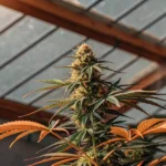 Indoor cannabis plant in late flowering stage growing inside a greenhouse with orange autumn leaves.