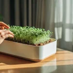 Indoor microgreen garden tray with fresh sprouts being gently touched by a woman’s hands.
