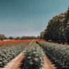 Large-scale cannabis field with organized irrigation rows and trees under a bright blue sky.