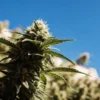 Mint cannabis bud growing outdoors against a clear blue sky with mature frosty flowers.