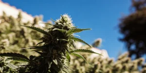 Mint cannabis bud growing outdoors against a clear blue sky with mature frosty flowers.