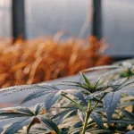 Mint-colored cannabis plant growing in a greenhouse during early flowering stage