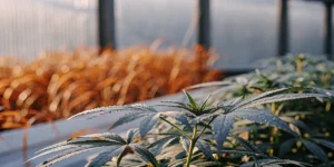 Mint-colored cannabis plant growing in a greenhouse during early flowering stage